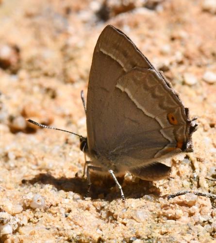 Réf. 304 594 : Favonius quercus